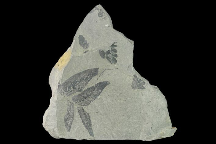 Pennsylvanian Fossil Fern (Neuropteris?) Plate - Kentucky #137730